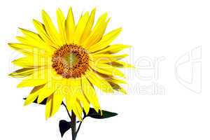 Sonnenblume freigestellt