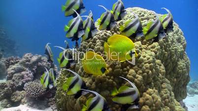 bannerfish on coral reef, Red sea