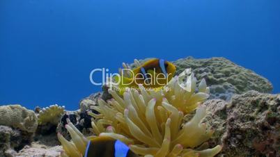 Clown Anemonefish in coral reef, Red sea