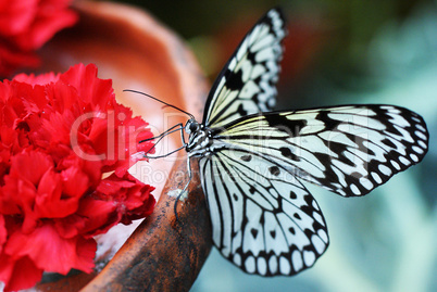 Schmetterling auf Blüte