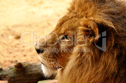 Löwenkopf mit Mähne im Profil