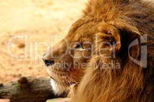 Löwenkopf mit Mähne im Profil