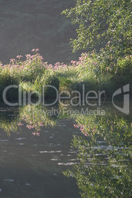 Morgenstimmung an einem Teich