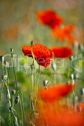 Klatschmohn