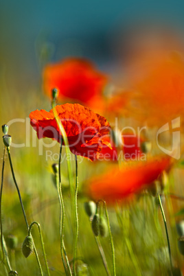 Klatschmohn Klatschmohn