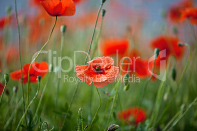 Klatschmohn