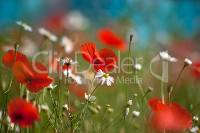 Klatschmohn