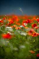 Klatschmohn