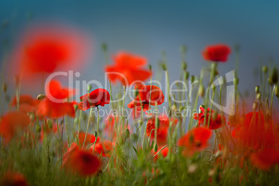 Klatschmohn