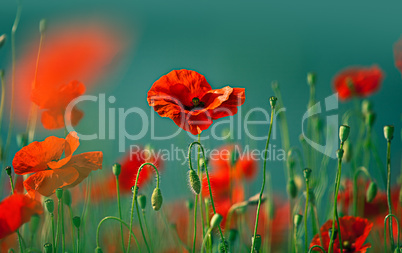 Klatschmohn