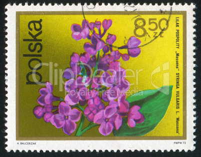 poststamp flower