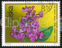 poststamp flower