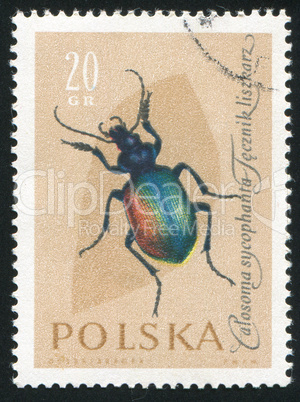 poststamp insect