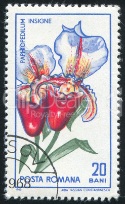 Paphiopedilum insigne