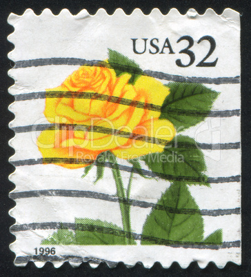 stamp rose