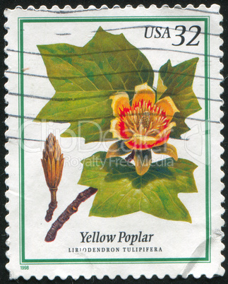 Yellow Poplar