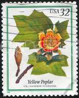 Yellow Poplar
