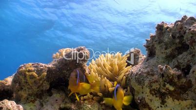 Clown Anemonefish in coral reef, Red sea