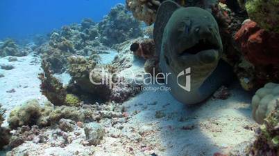 murena in coral reefs, Red sea