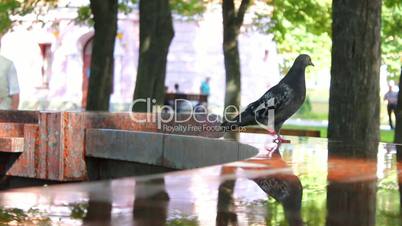 Pigeons in fountain