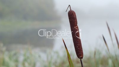 Misty autumn morning