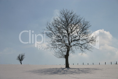 Bäume im Schnee