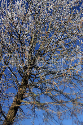Baum mit Rauhreif Baum mit Rauhreif