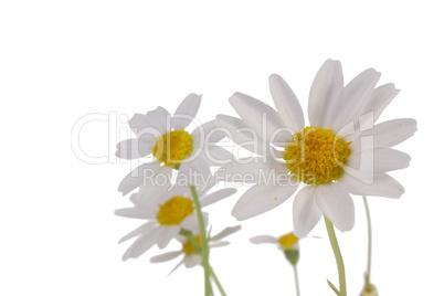White Daisy White Daisy
