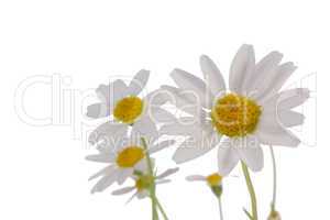 White Daisy