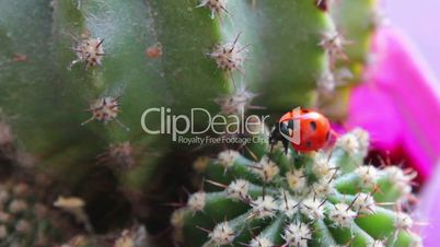 Ladybug in the cactus