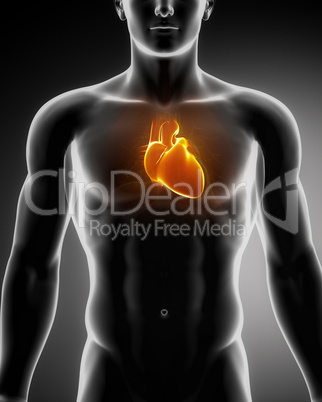 Human heart glowing in chest