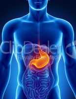 Male stomach - human digestive system