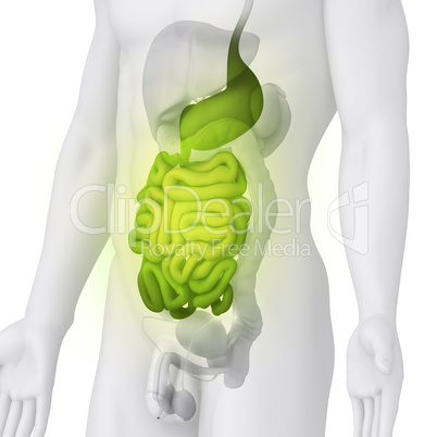 Male GUTS and STOMACH anatomy illustration on white ANGLE VIEW