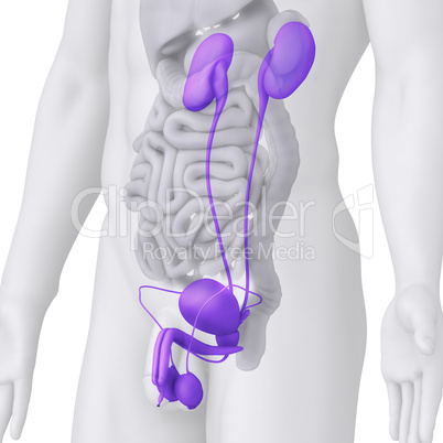 Male UROGENITAL TRACT anatomy illustration on white ANGLE VIEW