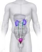 Male URINARY TRACT anatomy illustration on white