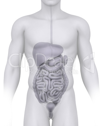 Male abdominal organs anatomy illustration on white