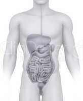 Male abdominal organs anatomy illustration on white