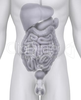 Male abdominal organs anatomy illustration on white