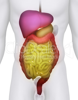 Male DIGESTIVE SYSTEM anatomy illustration on white