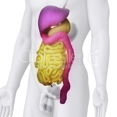 Male DIGESTIVE ORGANS anatomy illustration on white ANGLE VIEW