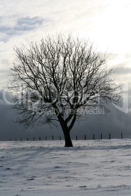 Winterbaum