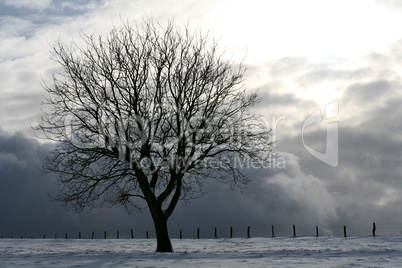 Winterbaum