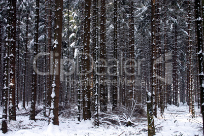 Winterwald