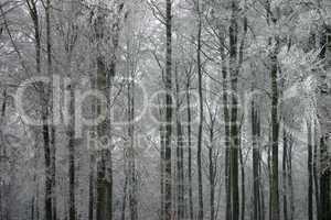 Winterwald