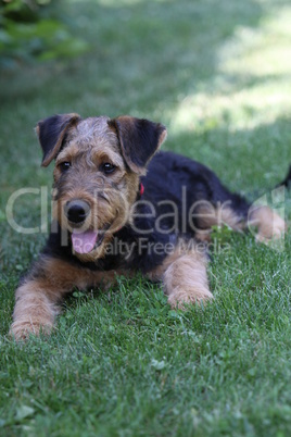 Airedale Terrier-Welpe