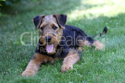 Airedale Terrier-Welpe