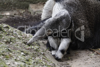 Großer Ameisenbär