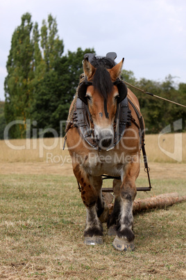 Ardenner Pferd beim Holzrücken