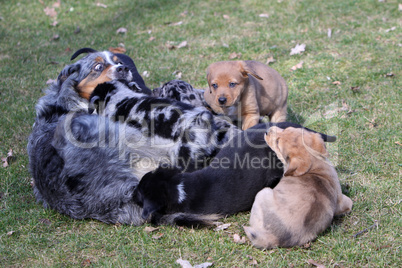 Hunde-Welpen