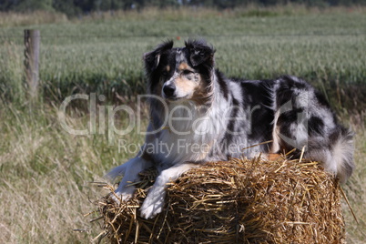 Australian Shepherd auf einem Strohballen